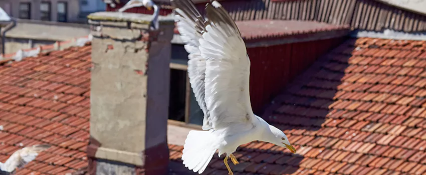 Residential Chimney Animal Removal Solution in Pikesville, MD