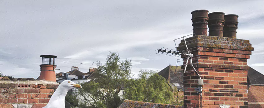Chimney Cleaning And Restoration in Pikesville, Maryland